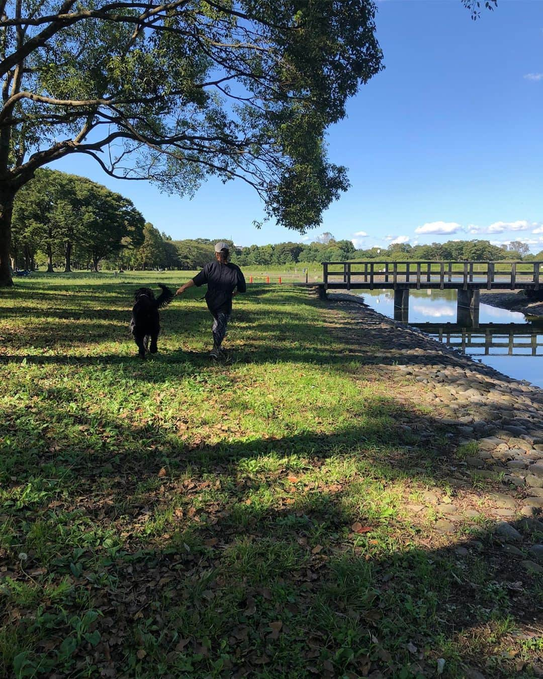 しなしさとこさんのインスタグラム写真 - (しなしさとこInstagram)「. .  さくらお嬢と公園へ🌸🐕 ワクチン証明書コピーは NGでドッグラン入れず 残念も充分楽しめました。 今日はほとんいい天気🌞 . .  #しなしさとこ #satokoshinashi #格闘技 #女子格闘技 #ジョシカク#黒シュナ #giantschnauzer #ジャイアントシュナウザー #シュナウザー #schnauzerworld #1歳犬 #シュナスタグラム #大型犬のいる生活 #大型犬のいる生活#1歳6ヶ月 #1歳6ヶ月女の子」9月28日 22時03分 - shinashisatoko