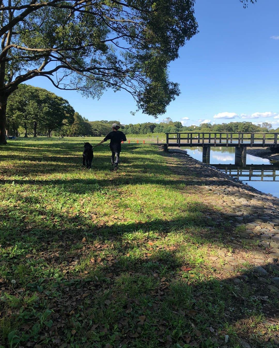 しなしさとこさんのインスタグラム写真 - (しなしさとこInstagram)「. .  さくらお嬢と公園へ🌸🐕 ワクチン証明書コピーは NGでドッグラン入れず 残念も充分楽しめました。 今日はほとんいい天気🌞 . .  #しなしさとこ #satokoshinashi #格闘技 #女子格闘技 #ジョシカク#黒シュナ #giantschnauzer #ジャイアントシュナウザー #シュナウザー #schnauzerworld #1歳犬 #シュナスタグラム #大型犬のいる生活 #大型犬のいる生活#1歳6ヶ月 #1歳6ヶ月女の子」9月28日 22時03分 - shinashisatoko