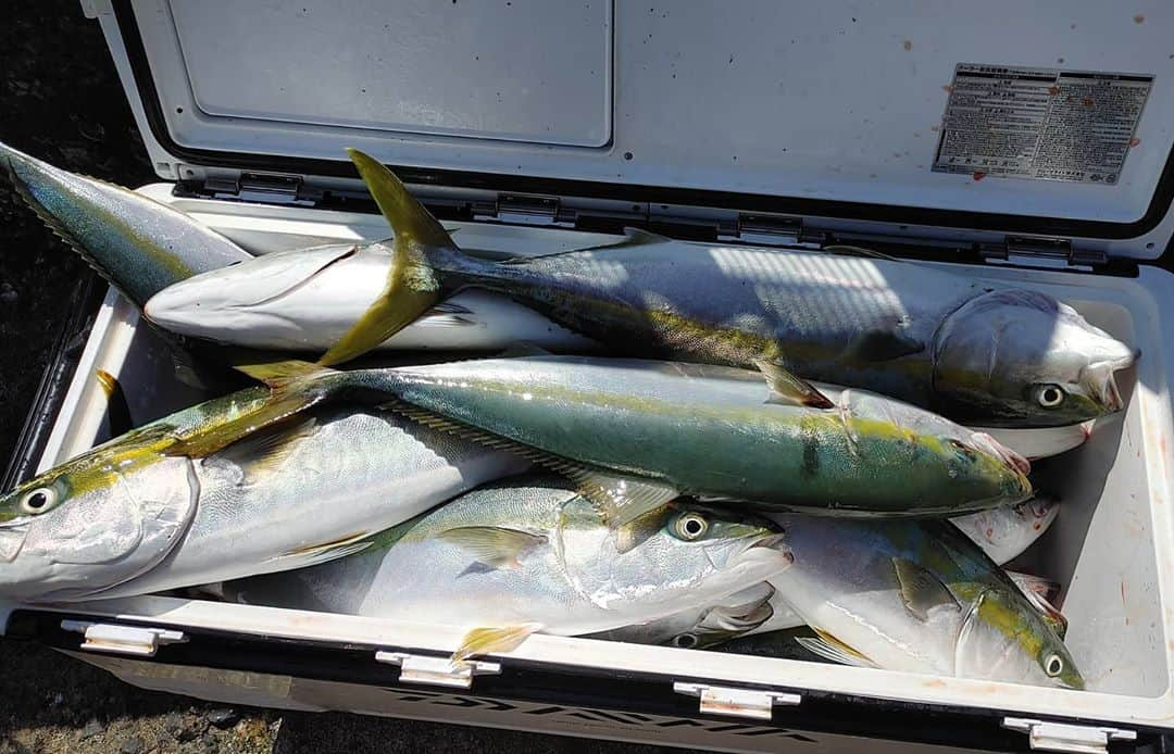 岩野理沙さんのインスタグラム写真 - (岩野理沙Instagram)「最新釣り🐟️  今回はヤズが釣れました🥰  初めて トップウォーターで釣った🙋✨  ヤズが、食い付く瞬間が直接見られるのがとっても楽しかった♥️🥰  大迫力！  さらに、青物だから引きがすごい！  粘って粘って、 魚が見えた瞬間がたまらない😋♥️  もうヤズを釣り上げた瞬間から 幸せな筋肉痛🤣笑  #ヤズ　#釣り　#フィッシング　#fishing #トップウォーター　#筋肉痛　#青物　#船　#smile　#佐伯　#網　#トップ　#釣った　#ルアー　#いわのり釣り　#楽しかった　#沢山」9月28日 22時07分 - risaiwano