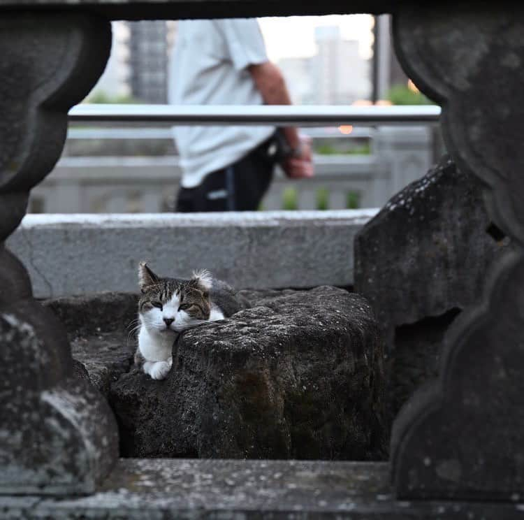 長崎◯◯LOVERSのインスタグラム：「【写真の紹介💡】 前回に引き続き、『長崎日常LOVERS』に投稿されたステキな写真をご紹介します✨ * 今回は、 @nikonikoomaaana さんの投稿写真です🏞 * 長崎といえばネコ！と言うくらい、長崎の日常にはネコがいます🐈 長崎のまちは落ち着くのか、ゆっくりくつろいでいてとても和む一枚ですね☺️ * @nikonikoomaaana さん、ありがとうございました🙇‍♂️ 引き続き、長崎の魅力の発信をお願いします💪 * * @nagasakilovers  #nagasakilovers  #長崎lovers  #長崎日常lovers  #ネコ  #猫  #ねこのいる生活」