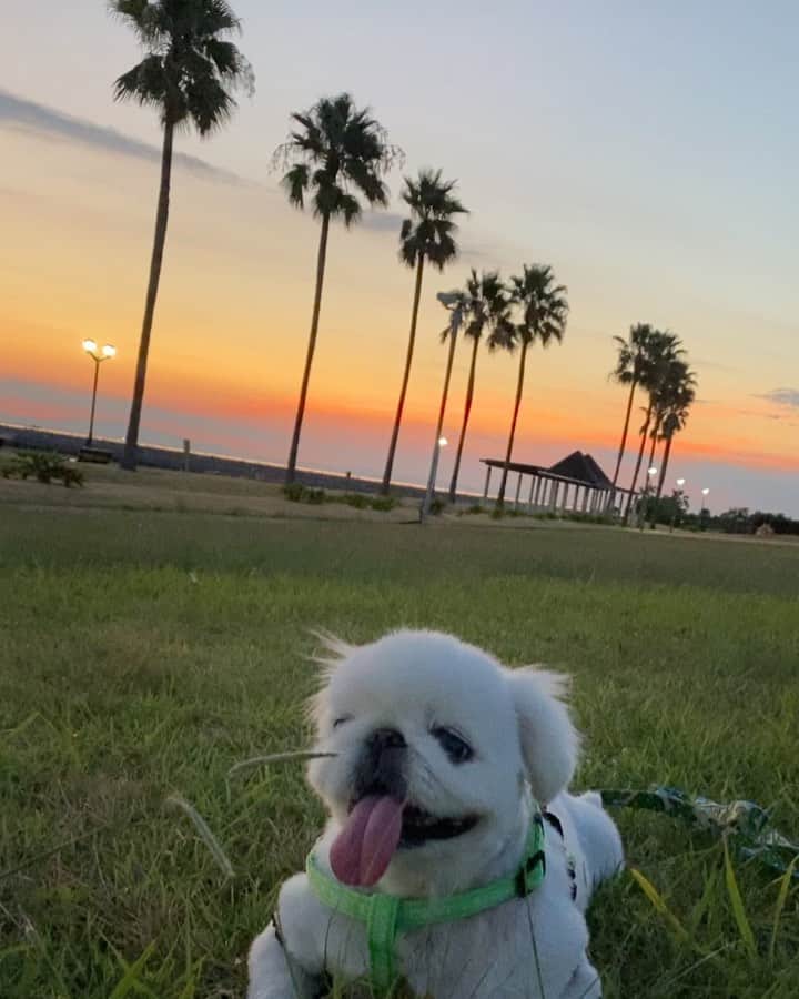 こなつのインスタグラム：「Sunsetにーず🐶🌅🌴✨🧡」