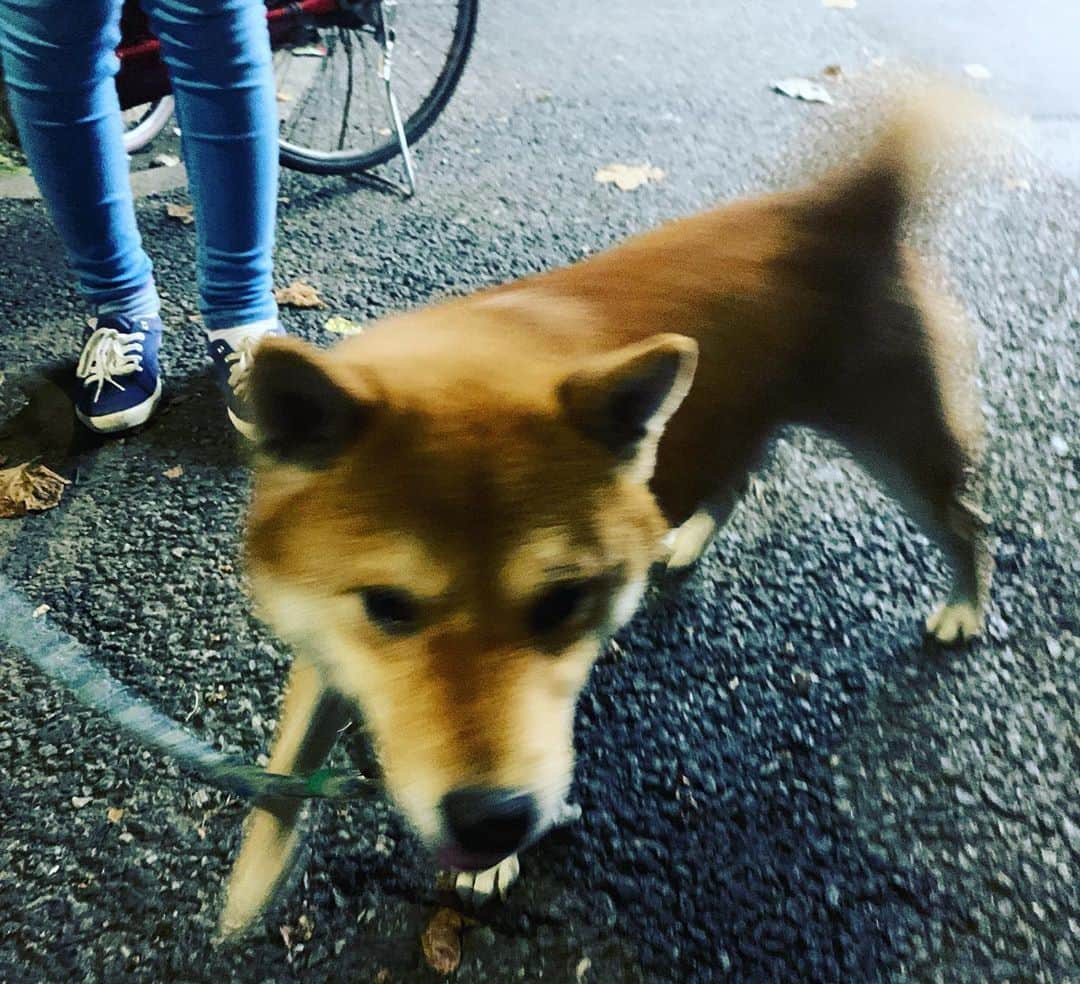 一三さんのインスタグラム写真 - (一三Instagram)「写真では凶暴で襲われてるように見えますが，今年一番懐いてくれた今日の可愛い子ちゃん・ハナ  #今日の可愛い子ちゃん #犬 #イヌ #いぬすたぐらむ #dog」9月28日 22時25分 - ichizou.co.jp