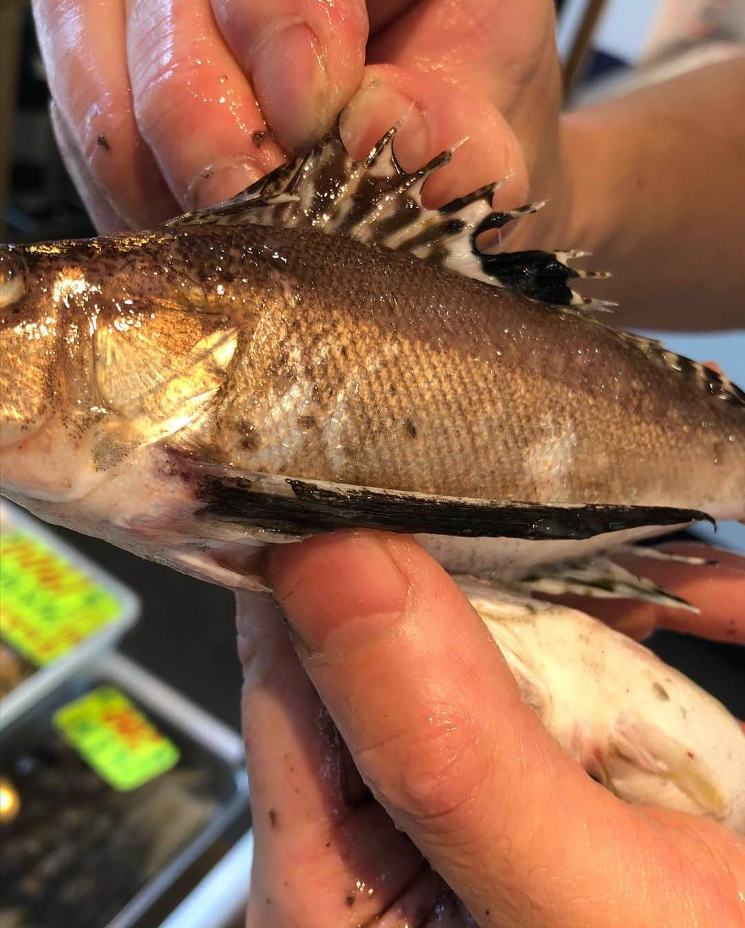 森田釣竿さんのインスタグラム写真 - (森田釣竿Instagram)「市場価値がないと言われる魚ですが、本当に美味しいんです。こんな素晴らしい魚達を知っていただくことも、令和に生きる魚屋の仕事だと思っており鱒。さかなクンのご厚意ですから、丸のままでも大丈夫だという皆様にプレゼントさせていただきました。命をいただく有り難みを決して忘れず、海で働く漁師様に感謝し、さかなクンの魚愛に涙してください。さかなクン！菊丸様！ありがとうどぜう鱒た😭😭😭😭😭 #浦安 #泉銀 # #魚屋 #アイゴ #ハチ #シマイサキ #トビエイ #ツバクロエイ #アカエイ #菊丸 #さかなクン」9月28日 22時35分 - tsurizaomorita3710