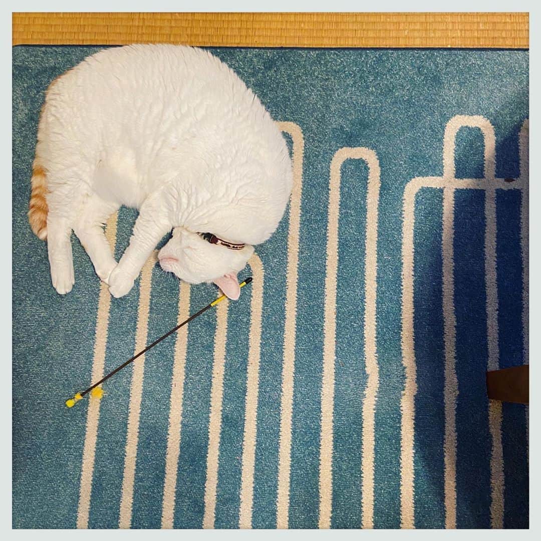 kumikoのインスタグラム：「グニャイ💤」