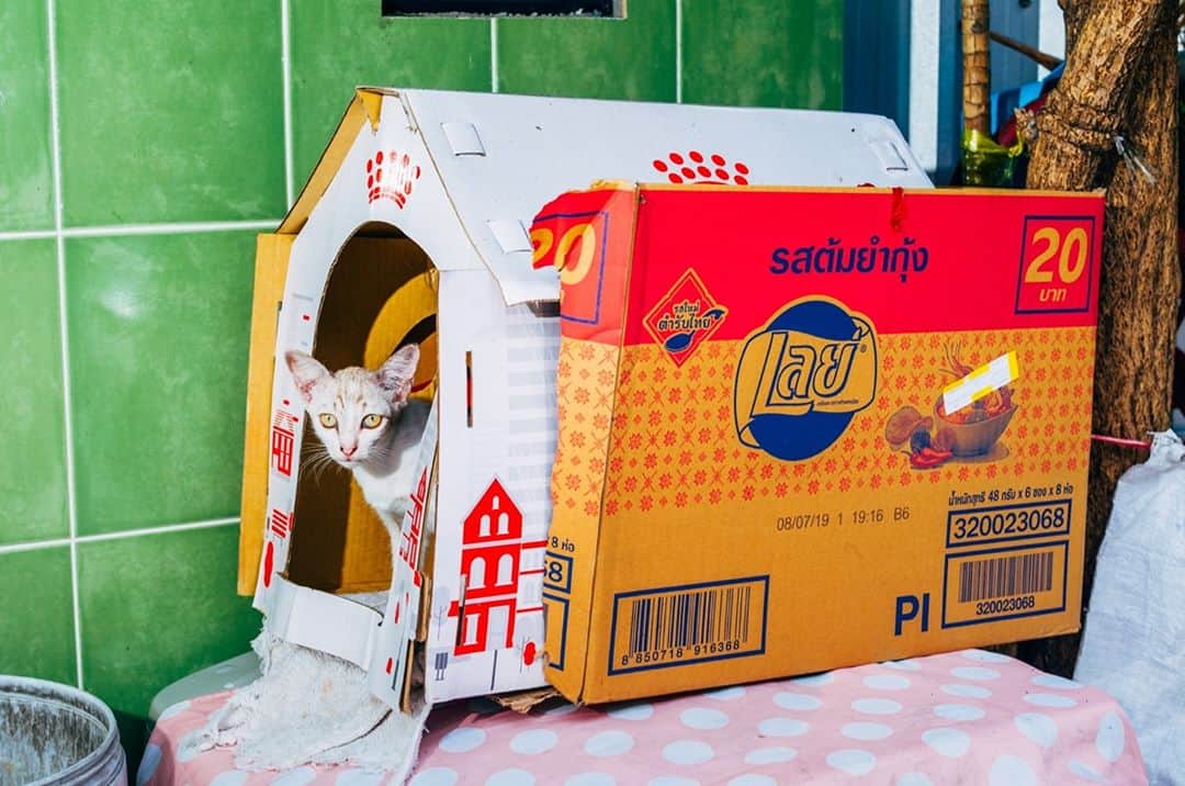 のインスタグラム：「Nikita Teryoshin – Backyard Diaries  Award-winning Berlin photographer, Nikita Teryoshin, has been on the search for street cats in cities all over the world for his Backyard Diaries project. It seems he was able to meet plenty, though often in less hospitable corners of town. A fanzine has since been published with the photos he sees as an homage to Bruce Gilden’s Faces series. Click the link in our bio for more.  #LeicaS #LeicaSphotography #LeicaCamera #🔴📷」