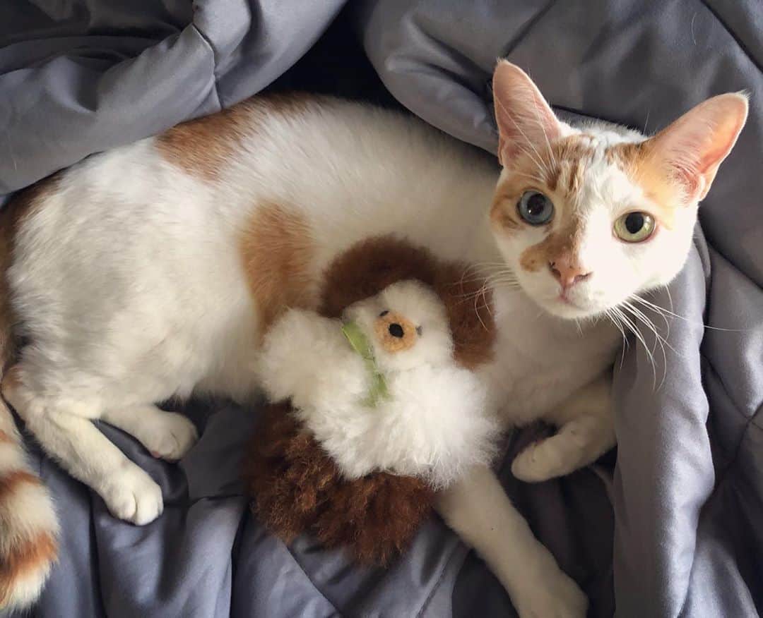 のインスタグラム：「This toy is almost as soft n’ fluffy as Richard 😻」