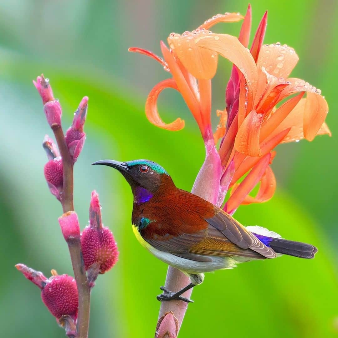 Discoveryさんのインスタグラム写真 - (DiscoveryInstagram)「An exotic purple-rumped sunbird.  Photo: Pratik Humnabadkar (@pratikhumnabadkar)  #birdsofinstagram #naturephotography #tropicalvibes #birdlovers #sunbird」9月28日 23時35分 - discovery
