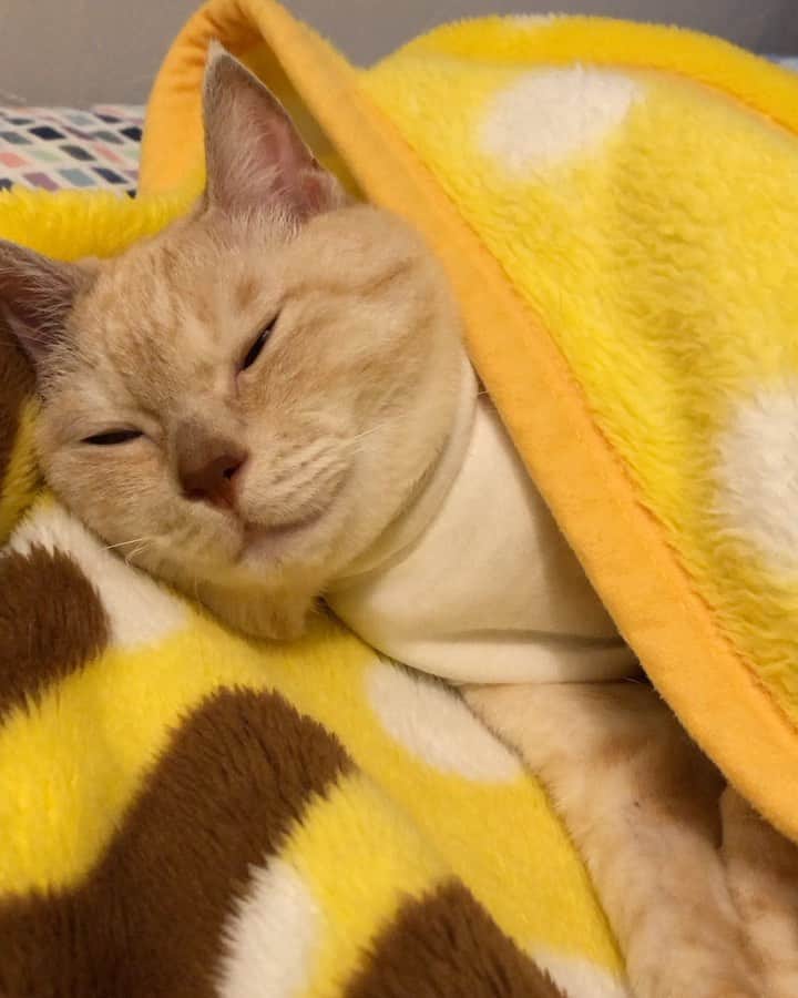 ruiruiのインスタグラム：「福ちゃんは元気です（2020/09/28） . . 一緒に寝てる時は常にゴロゴロ言ってます。 (*˘︶˘*)ｵﾔｽﾐﾅｻｲ.｡.:*♡ *・☆Good Night☆︎・* . . いつもたくさんの応援コメントをありがとうございます🙏🏻 . . Fuku-chan has been treated with anti-cancer drugs after radiation therapy. Wearing clothes to protect the treated area. . . #放射線治療 #抗がん剤治療中 #皮膚型リンパ腫 #手作り術後服 #福ちゃんは耳が聞こえない #福ちゃんは人間大好き #右目失明 #元野良猫 #保護猫 #猫 #にゃんこ #にゃんすたぐらむ #ねこ #茶トラ #ねこ部 #ふわもこ部 #ペコねこ部 #pecocat #mofmo #deafcat #cute #cat #cats #catlover #catstagram #instacat #Instagramcats #ilovemycat  #catsofinstagram #catstagram_japan」