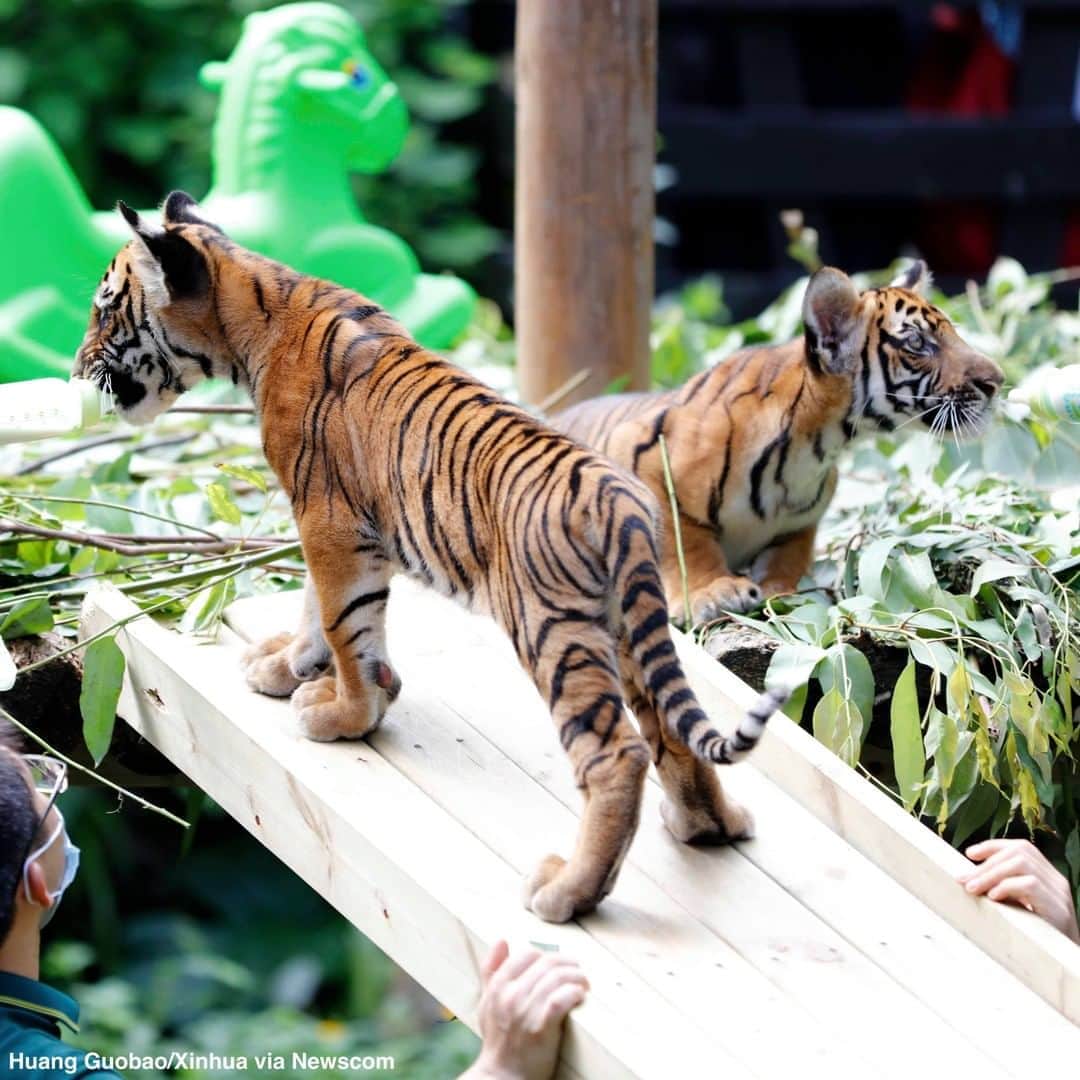ABC Newsさんのインスタグラム写真 - (ABC NewsInstagram)「Twin tiger cubs born this summer make their debut on thier 100th day at Chimelong Safari Park in Guangzhou, China. #tigers #babyanimals #cuteanimals #zoo」9月29日 0時02分 - abcnews
