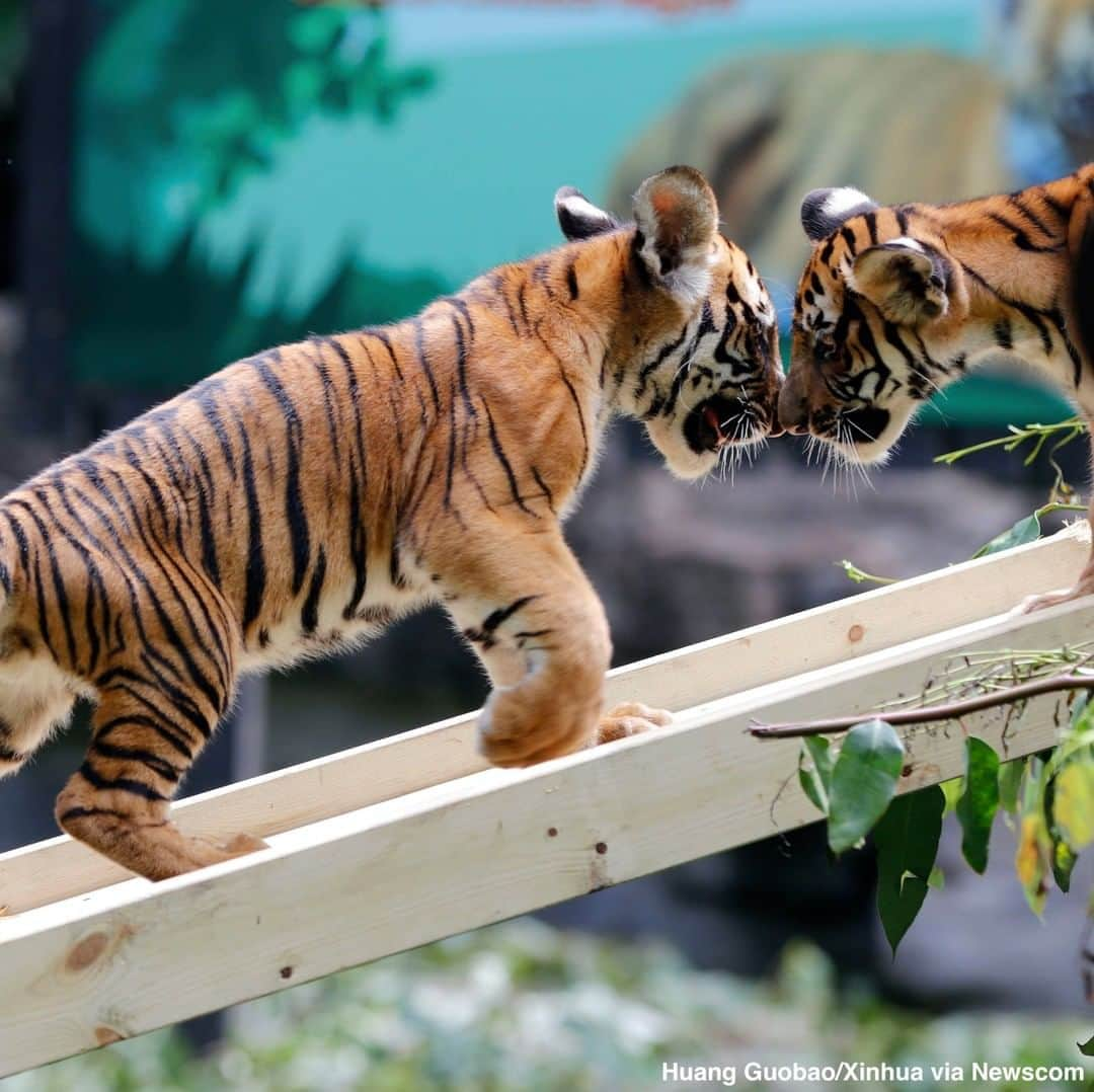 ABC Newsさんのインスタグラム写真 - (ABC NewsInstagram)「Twin tiger cubs born this summer make their debut on thier 100th day at Chimelong Safari Park in Guangzhou, China. #tigers #babyanimals #cuteanimals #zoo」9月29日 0時02分 - abcnews