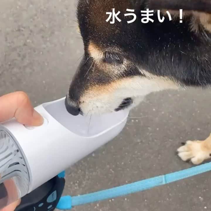 がんちゃんのインスタグラム