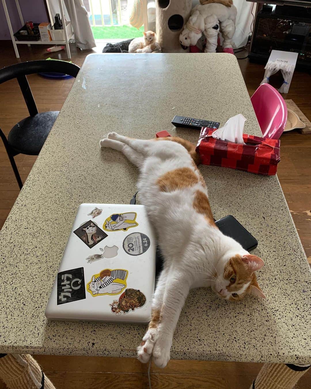 Kachimo Yoshimatsuさんのインスタグラム写真 - (Kachimo YoshimatsuInstagram)「MacBookの蓋？が開くのを待っている。  きょうもパパしゃんのおしごとてつだいたいなあ。あそこのうえって、あったかいんだよねぇ〜。  #うちの猫ら #おいなり #oinari #okaki #猫 #ねこ #cat #ネコ #catstagram #ネコ部 http://kachimo.exblog.jp」9月29日 10時03分 - kachimo