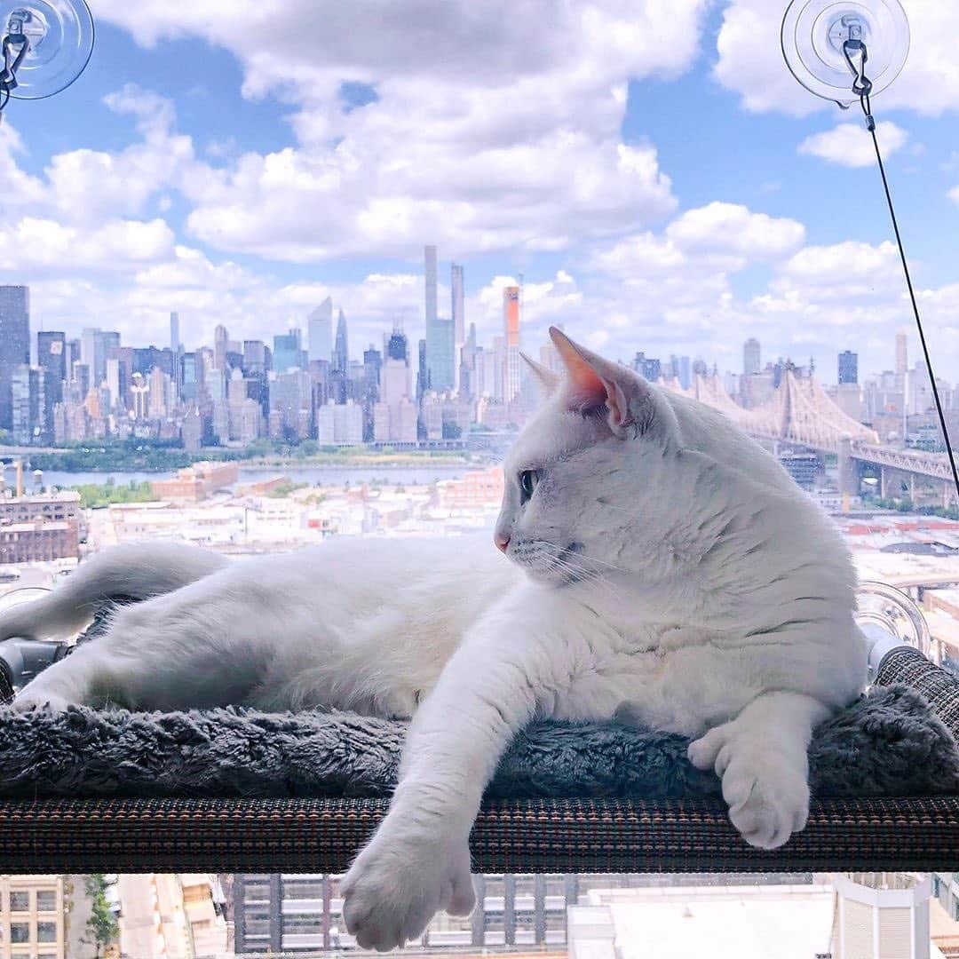 People Magazineさんのインスタグラム写真 - (People MagazineInstagram)「Introducing Sansa the Polydactyl Cat! 💙💛 Sansa is a six-year-old snowy cat from New York City who was born with heterochromia, a rare condition that causes her to have different-colored eyes. She was also diagnosed with polydactyly, a condition that causes cats to be born with extra toes, so she has six toes on her front paws and four and five toes on her hind paws. After being abandoned by her owners at a shelter in NYC when she was just over a year old, leaving her anxious and heartbroken, Sansa was adopted by new owner Karen who fell in love with Sansa immediately: "She is the most caring and loving cat I've ever met!" Tap the link in bio for all the updates on Sansa.  #Regram @sansa.thecat」9月29日 10時07分 - people