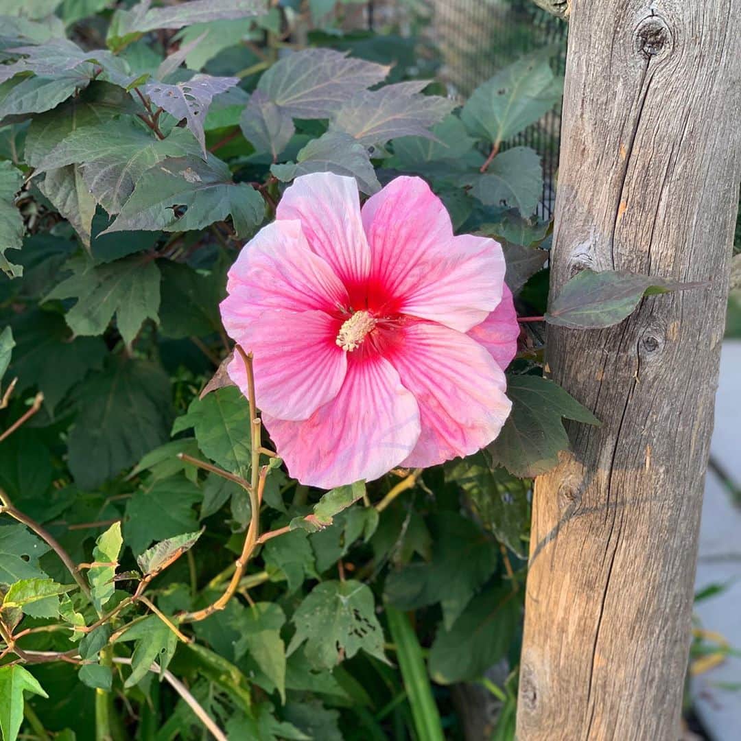 クリステン・コノリーのインスタグラム：「bloomed today 🌸」
