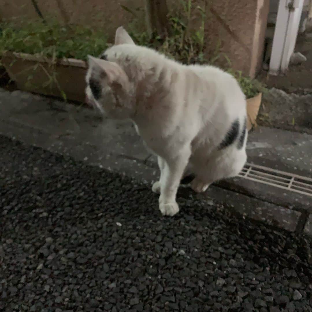 Kachimo Yoshimatsuさんのインスタグラム写真 - (Kachimo YoshimatsuInstagram)「一年前のナナクロとイカスミ Nanakuro & Ikasumi a year ago Photo:2019.09.29 この頃、イカスミはこの場所を死守するために玄関から離れずナナクロを見張ってた。ナナクロもなかなか玄関に近づけず、駐車場の方から玄関をうかがってた。こっそり、駐車場にご飯を運んであげた。  #うちの猫ら #ikasumi #nanakuro #猫 #ねこ #cat #ネコ #catstagram #ネコ部 http://kachimo.exblog.jp」9月29日 10時22分 - kachimo