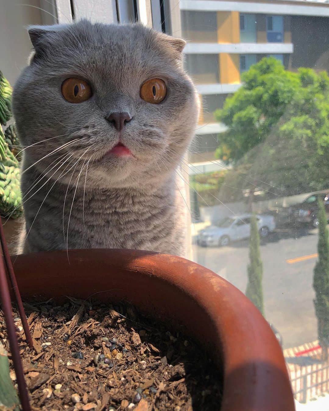 Millaさんのインスタグラム写真 - (MillaInstagram)「Like most meowllennials... I love my plants & gardening! 🌿🌵😻🍃🌱 #MillaTheCat #plantlady」9月29日 10時31分 - millathecat