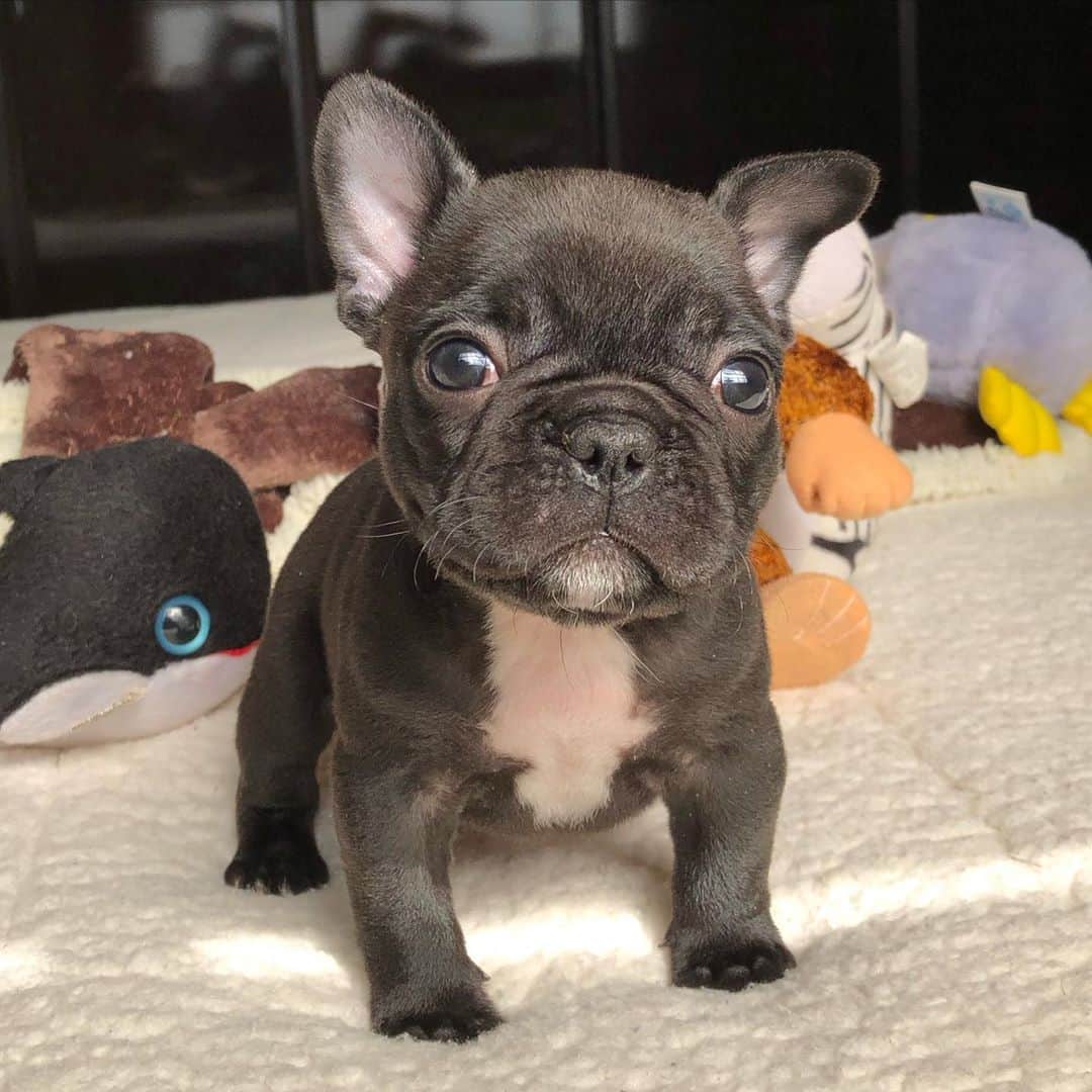 Regeneratti&Oliveira Kennelのインスタグラム：「That face 😭♥️ #cutepuppy #puppyface #frenchie #frenchbulldog #frenchies1」