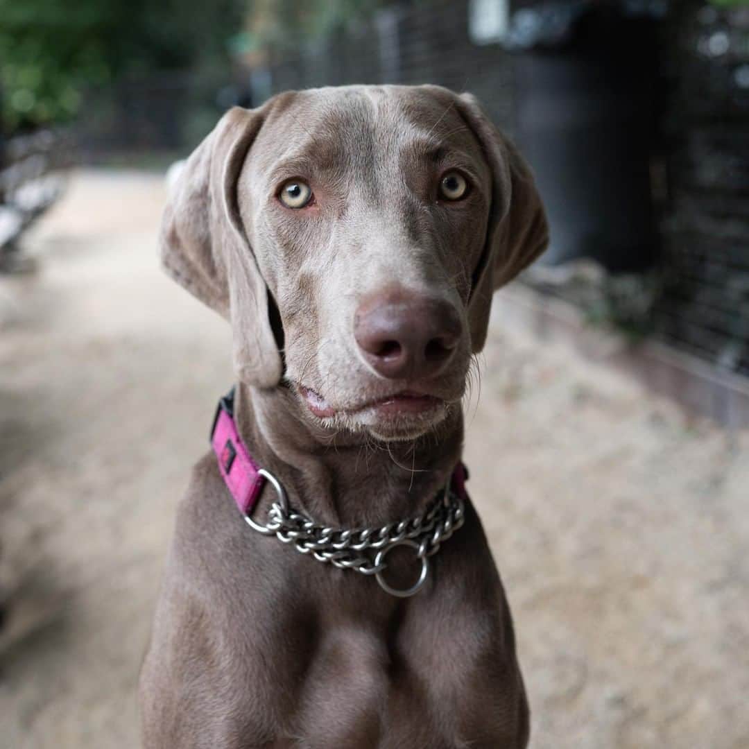 The Dogistさんのインスタグラム写真 - (The DogistInstagram)「Frankie, Weimaraner (8 m/o), Washington Square Park, New York, NY • “I’m the walker, but he’s smart and very funny; the way he watches you.”」9月29日 10時49分 - thedogist