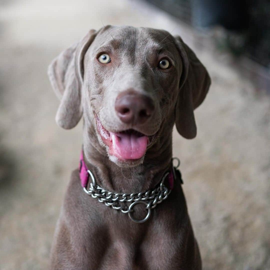 The Dogistさんのインスタグラム写真 - (The DogistInstagram)「Frankie, Weimaraner (8 m/o), Washington Square Park, New York, NY • “I’m the walker, but he’s smart and very funny; the way he watches you.”」9月29日 10時49分 - thedogist