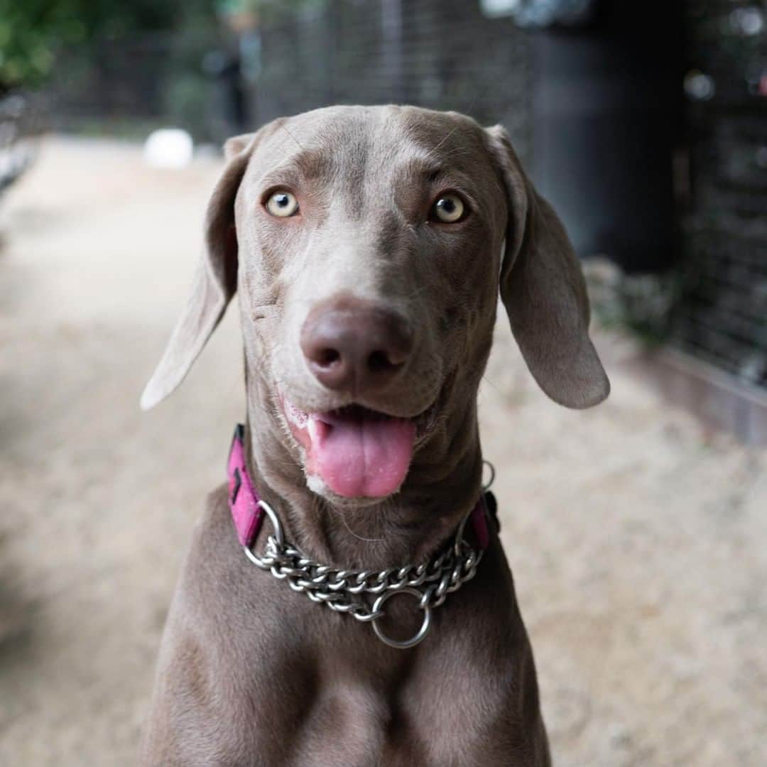 The Dogistさんのインスタグラム写真 - (The DogistInstagram)「Frankie, Weimaraner (8 m/o), Washington Square Park, New York, NY • “I’m the walker, but he’s smart and very funny; the way he watches you.”」9月29日 10時49分 - thedogist
