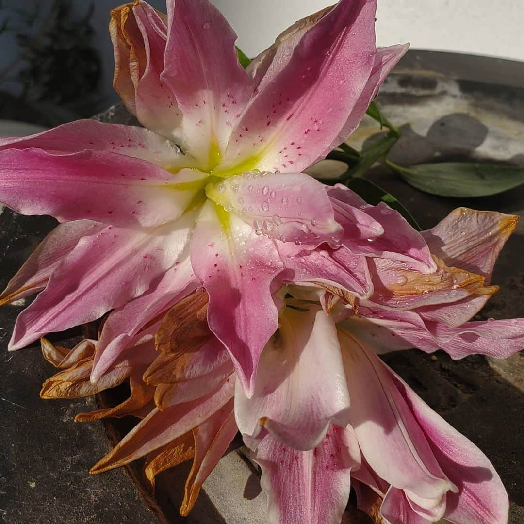 ガソリングラマーさんのインスタグラム写真 - (ガソリングラマーInstagram)「BROKEN HEART DOUBLE ORIENTAL LILY  #GASOLINEGARDEN #ILOVEGARDENS #GARDENSRULE #GARDENCHURCH #GARDENPARTY #GARDENMAGIC #AVANTGARDEN #GARDENS #GARDENGANGSTER #GARDEN #GRADENLIFE #GARDENER #GARDENTIME  #GARDENING #VEGETABLEGARDEN #FLOWERS #SUCCULENTS  #PLANTS  #CACTUS #AYEARINFLOWERS #THISTLE  #brokenheartdoubleorientllily #lily #shadowhills  #THANKYOU @gasolineglamour  #GASOLINEGLAMOUR @hollandbulbfarms #hollanbulbfarms 🌸🌸🌸🌸🌸🌸🌸🌸🌸🌸🌸 #Liliumorientalis」9月29日 2時39分 - gasolineglamour