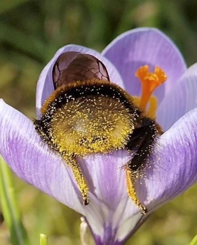 ジャネル・モネイさんのインスタグラム写真 - (ジャネル・モネイInstagram)「🐝j🐝o🐝y」9月29日 2時48分 - janellemonae