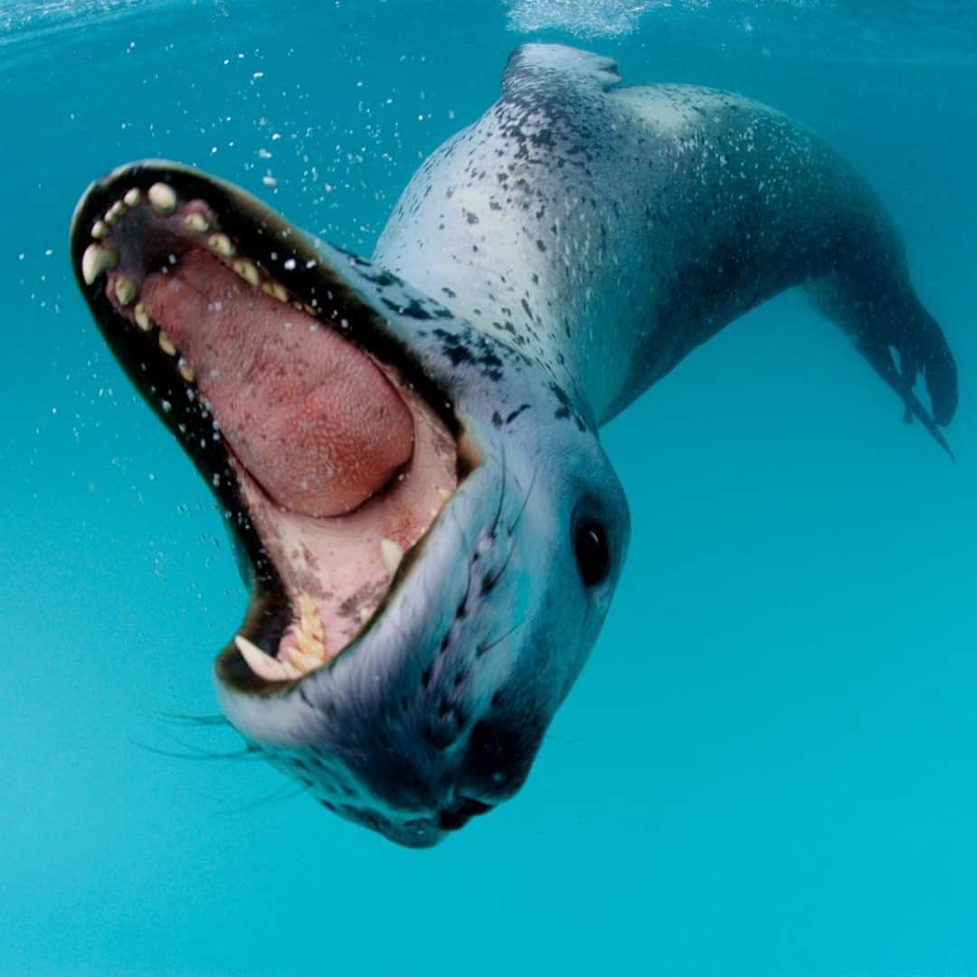 TED Talksのインスタグラム：「What would you do if you came face-to-face with this face? 😱  This was photographer Paul Nicklen's first encounter with the fearsome leopard seal on his expedition to Antarctica — and unsurprisingly, he was terrified. "As humans, we like to say penguins are really cute, therefore, leopard seals eat them, so leopard seals are ugly and bad," he jokes in a TED Talk. But the 12-foot, 1,000-pound creature doesn't deserve its reputation as a scary predator, says Nicklen. Over 4 days, this seal became a buddy to him. First, it curiously observed him, then it guarded him against other seals, and finally, it even brought him dead penguins to eat! (Yum?) In fact, during his subsequent dives with leopard seals, Nicklen didn't feel threatened. To see more of his awe-inspiring close-ups of Arctic creatures, head to the link in our bio. ⁠ ⁠ [Photo: @PaulNicklen]」