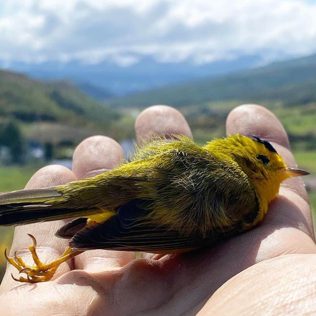 ナショナルジオグラフィックさんのインスタグラム写真 - (ナショナルジオグラフィックInstagram)「Photos and video by Pete McBride @pedromcbride / Canary in the Coal Mine: In early September it snowed where I live in Colorado. Temperatures plummeted quickly, while songbirds panicked and kept flying into windows seeking warmth…or something. Two days prior, the thermostat reached 100°F, and smoke from the wildlife fires raging across the West made the sky a dusty, dark gray. Climate is showing serious signs of changing—like nothing I’ve seen in my life spent in the Rockies. Extreme environmental change affects all of us, blue and red states, black and white, brown and yellow, in many cases disproportionately—no one is above Mother Nature. The U.S. is divided, but we need to find some common ground for this shared planet and the land that sustains us, and stay engaged for our world, even if regulations to protect us are eroding. Voting is one step. Our collective actions do make a difference, and democracy is all about those who show up. For more on the environment, follow @pedromcbride. #wildfire #snow #nature #climatechange #petemcbride」9月29日 3時38分 - natgeo