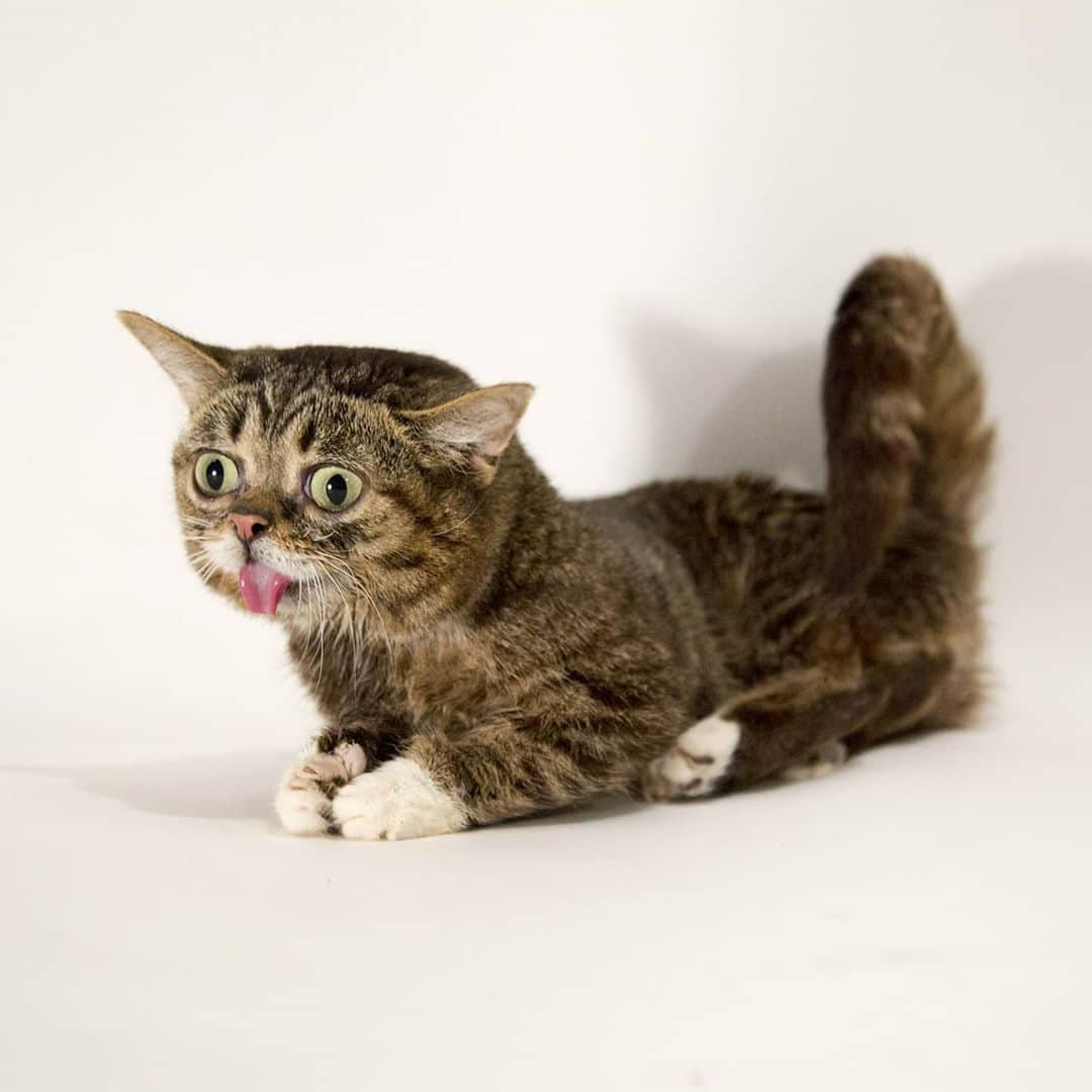 Lil BUBさんのインスタグラム写真 - (Lil BUBInstagram)「Truly one of a kind, and proud of it.  GOOD JOB BUB #bestjobbub #scienceandmagic #lilbub #bubforever」9月29日 4時11分 - iamlilbub