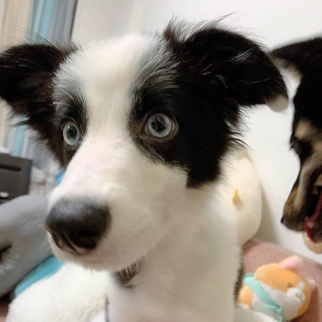 環奈（長沢菜々香の飼い犬）のインスタグラム：「新しく『るなちゃん』が家族になりました！  ボーダーコリーの優しい女の子です。  誕生日は5月2日うまれ。  これからよろしくね🐕🐕🐕」