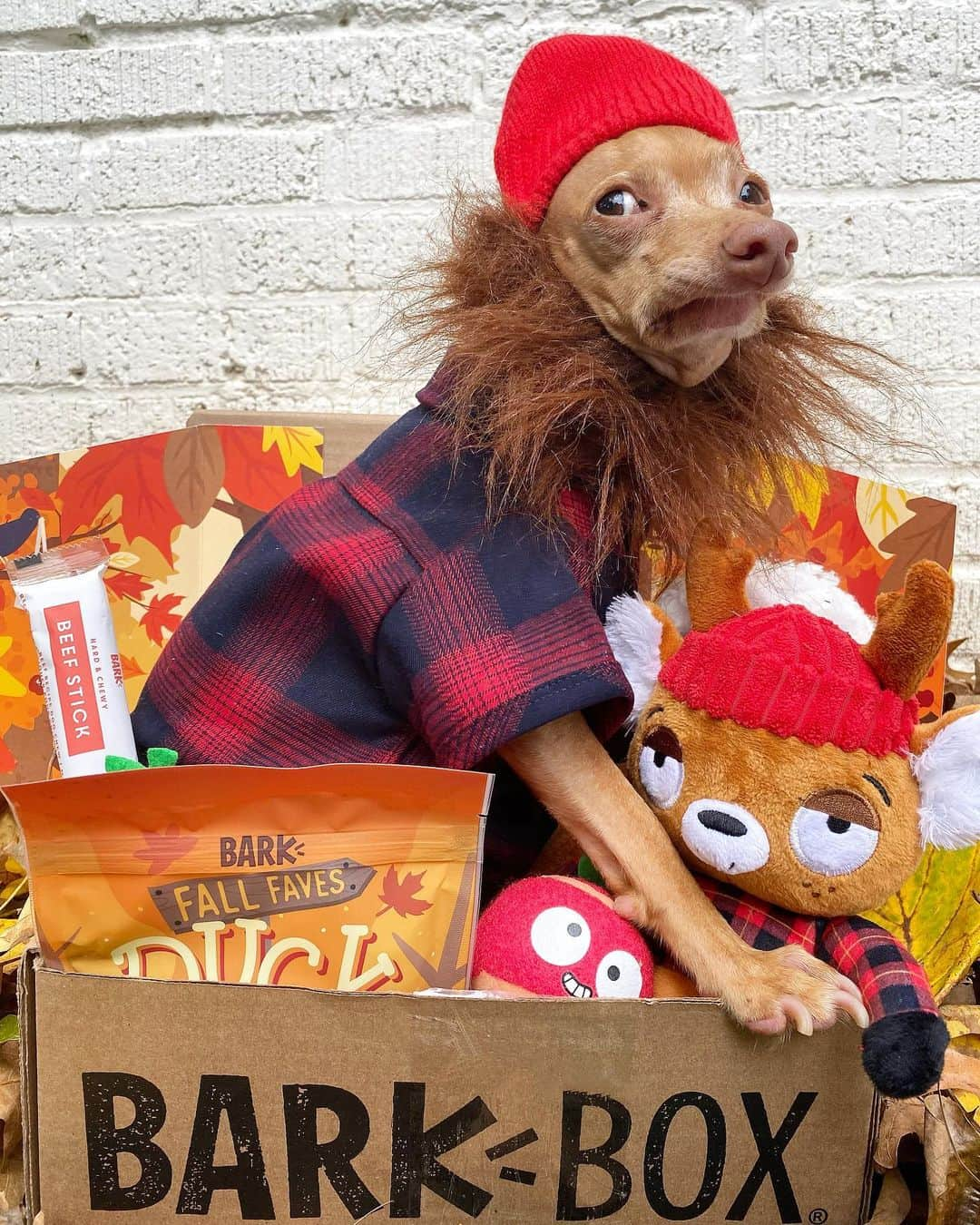 Tuna {breed:chiweenie} さんのインスタグラム写真 - (Tuna {breed:chiweenie} Instagram)「Tuna's latest @barkbox, which included Fall-themed treats and toys, arrived just in time for the autumn! He insisted on dressing up like one of the toys, but he got a little extra with the beard, the side-eye AND getting inside of the box. To get a special edition Fall box for your pup, visit barkbox.com/tuna, or the link in Tuna’s bio! You'll get a “Free Extra Toy in Every Box!” ($60+ value) when you sign-up on a 6 & 12 month plan. It makes for a great gift too, and it ships for free! *Tuna not included 😭 #ad 🎵: Side Eye by @trace」9月29日 4時35分 - tunameltsmyheart