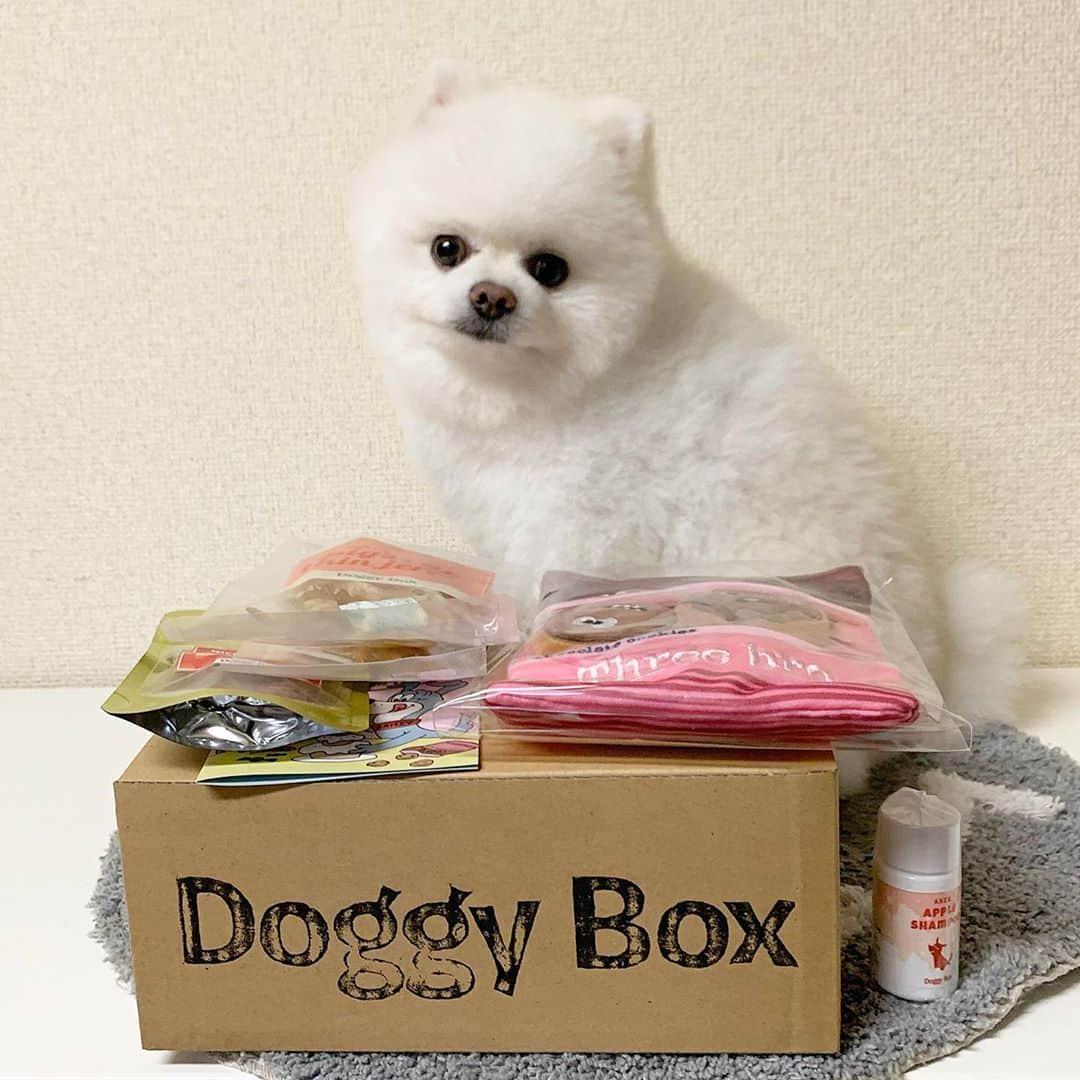 ニコちゃんのインスタグラム：「Doggy Box はワクワクがいっぱいでござるよやっほい🎁🐶💗来月は何かなぁ〜🎁🐶🎶 #DoggyBox #ドギーボックス #ドギボ #ドギボ9月号 #笑顔が溢れる #ワクワクがいっぱい #ミルクシュガーコレクション #アップルシャンプーアンドコンディショナー #ぶたみみの細切りジャーキー #帆立スティック #鮭チップ #来月も楽しみ #みんなもドギボしよ #ポメリズム #ポメラニアン #白ポメ #pomeranian」