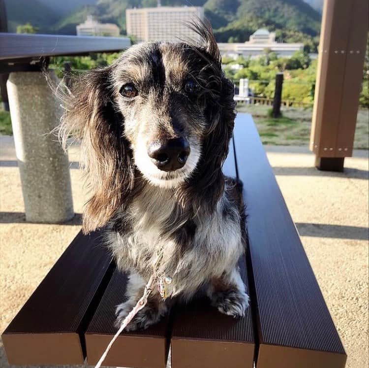 ドコノコのインスタグラム