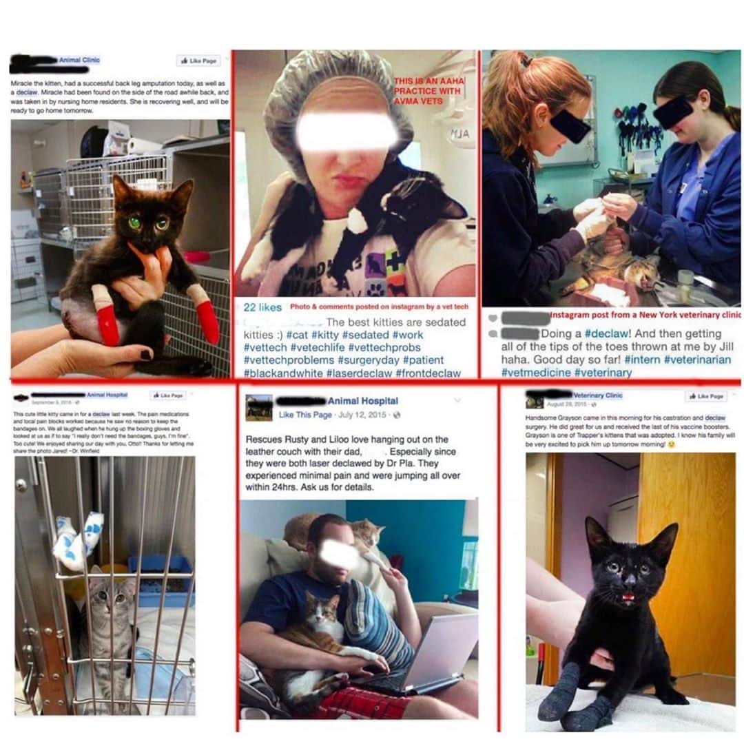 City the Kittyさんのインスタグラム写真 - (City the KittyInstagram)「These 6 vet clinics recommend, use, and/or sell Purina’s Yesterday’s News Cat litter for their declawed cats.🐾😾  Do you know that @purina makes millions of dollars each year from the help of declawing vets like these? 😧😾 Yep. The majority of declawing vets sell, provide, or recommend Purina's Yesterday's News litter for declawed cats.🐾😾 Please take a minute and sign our petition to Purina that’s on our Instagram bio link ❤️ We are almost at 15k!  🐾🐾🐾🐾 Why wouldn't @purina be on the side of cat$ over the side of declawing vets and just help educate cat owners about why declawing is so bad for their beloved cat$??😾😾😾😾 💰 💴  Purina has a great website with so many educational health stories for dogs & cats. Including spay/neutering info.  Guess how often they mention the word declaw on their website? None. Zilch. Never.😾😾😾😾😿😿😿 Not even in this story that talks about why cats don't use their litter boxes. https://www.purina.com/articles/cat/behavior/why-is-my-cat-behaving-badly 😾😾😾 Do a google search for "Purina declaw" and look what pops up. Ads for Purina's Yesterdays News. 😞 Here's our story about Purina and declawing - http://citythekitty.org/purina4paws/  #Purina #DoTheRightThing #Help #end #Declawing #Cat #cruelty #purinacatchow #dosomething #profits from #cat #cruelty 😿😿😿🐾 ***A couple of these vet practices had to stop declawing because of the NY declawing ban.  .」9月29日 6時01分 - citythekitty