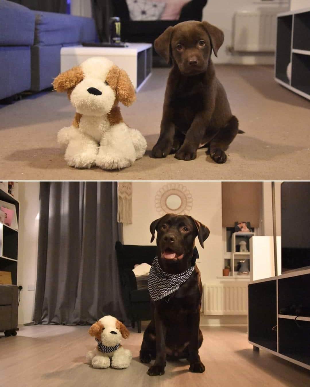 9GAGさんのインスタグラム写真 - (9GAGInstagram)「But how did you shrink the toy?⠀ Follow @barked for more cute dogs!⠀ -⠀ 📷 @oreochoclab⠀ -⠀ #barked #LabradorRetriever #Labrador #9gag」9月29日 6時00分 - 9gag