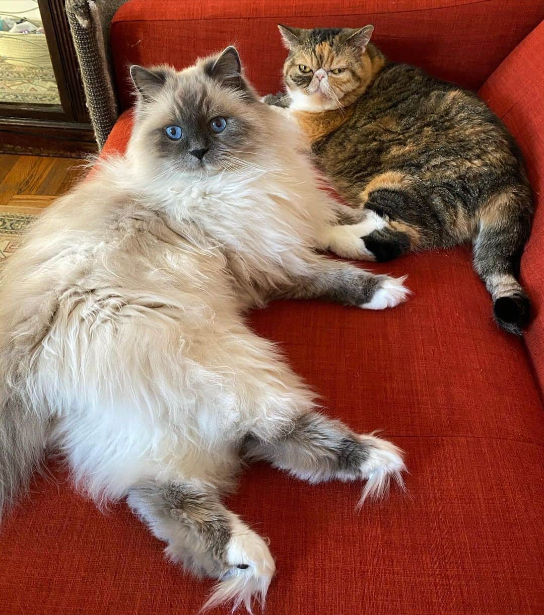 のインスタグラム：「I wasn’t invited to this meeting but I’m going to join in anyway 🥰」