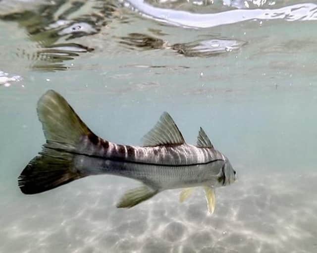 Costa Sunglassesのインスタグラム：「Linesider scouting in the skinny. 📷 : @perrinjames1 @carterandrewsfishing #SeeWhatsOutThere #BornOnTheWater」