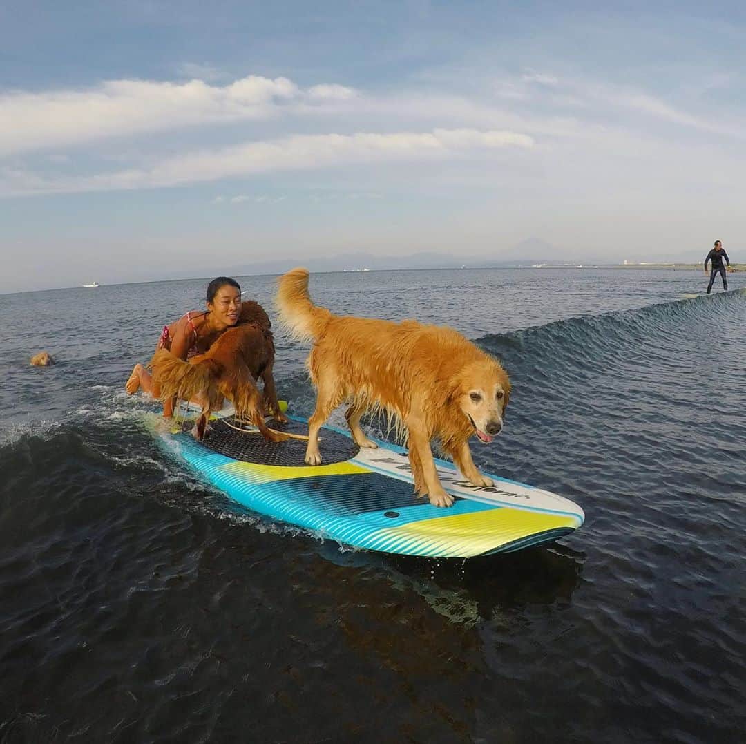 大村 奈央さんのインスタグラム写真 - (大村 奈央Instagram)「🐶🐶🐶☀️ 1枚目、ボードに乗りそびれたサニーが追いかけてきてる！ 3枚目、追いついた😊 #goldenretriever #dogs #surfingdog #ゴールデンレトリバー #ベルサニ #ディロンベルサニ」9月29日 6時31分 - naoomura