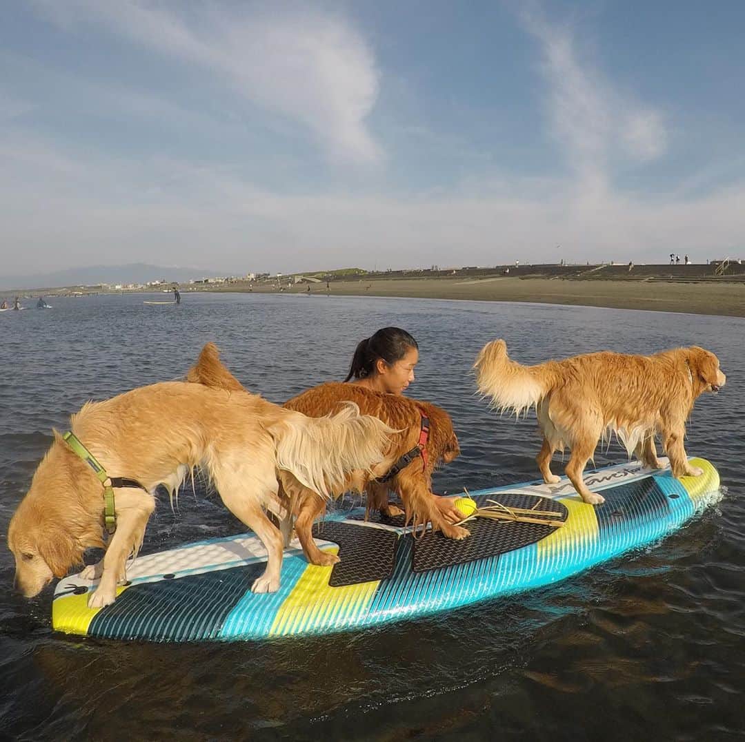 大村 奈央さんのインスタグラム写真 - (大村 奈央Instagram)「🐶🐶🐶☀️ 1枚目、ボードに乗りそびれたサニーが追いかけてきてる！ 3枚目、追いついた😊 #goldenretriever #dogs #surfingdog #ゴールデンレトリバー #ベルサニ #ディロンベルサニ」9月29日 6時31分 - naoomura