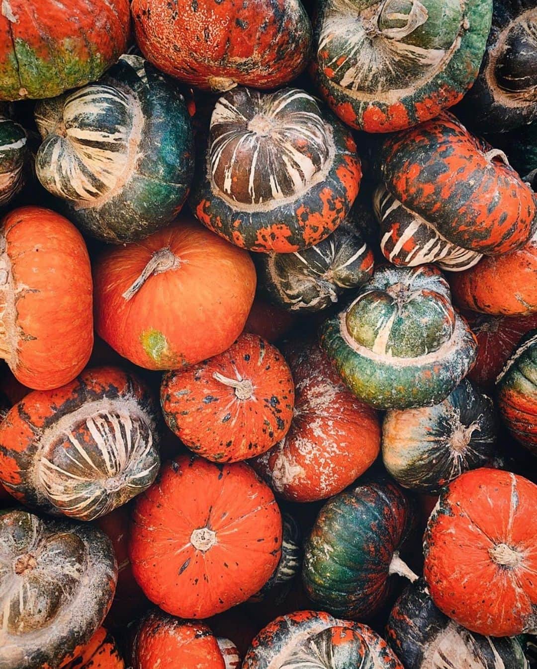 FOLKのインスタグラム：「Happiness is a pile of pumpkins. Today’s favorites are: 1.) @frarexx 2.) @brian_medeiros 3.) @thehungryapron 4.) @sebiluks 5.) @mollybbythesea 6.) @karaokeefe」