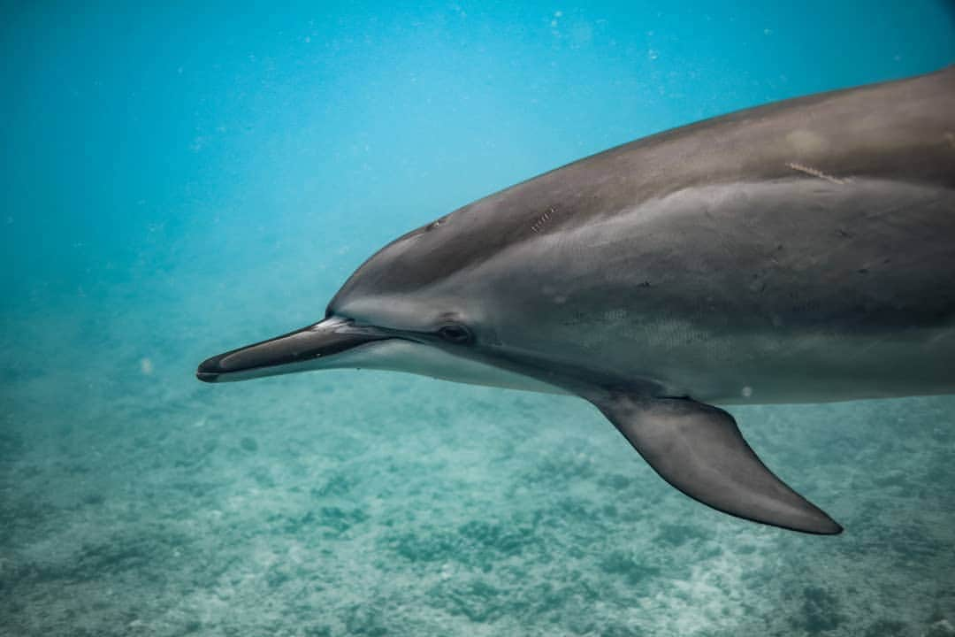 And Youさんのインスタグラム写真 - (And YouInstagram)「Up close and personal with our favorite mammal! ​. ​. ​. ​. ​. ​. ​. ​. ​. ​. ​. ​. ​. ​. ​. ​#hawaii #swimwithdolphins #oahu #honolulu #hawaiiholiday #sealife #oceanlife」9月29日 7時07分 - dolphinsandyou