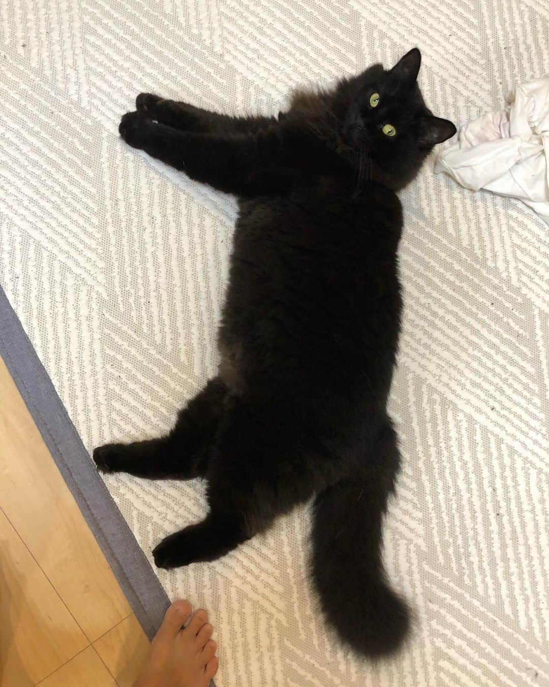 おーせさんのインスタグラム写真 - (おーせInstagram)「とにかくでかいぶたくん  甘えん坊なので人がいるとすりすりよっていきます♡  #森家のどうぶつ園⠀ ⠀ #箱入り猫⠀ #ぶたくん#猫だけど名前はぶたくん #長毛猫#longhairblackcat #多頭飼い #黒猫 #にゃんすたぐらむ #cat #catstgram #Blackcat #猫 #猫のいる生活 #猫好きさんと繋がりたい」9月29日 7時38分 - oosedon