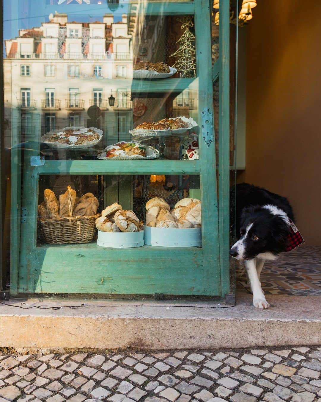 Andrew Knappのインスタグラム：「I can’t believe I never shared this image before. A quintessential European photo of Momo leaving a bakery in Lisbon. What I wouldn’t do to be in Portugal this winter. What I wouldn’t do to eat all of that bread. Have you visited? What did you love about it? Where would you go if you could take a trip this winter?  I should also take this opportunity to mention that the Portuguese version of Find Momo Across Europe was released recently, and I believe it’s been very well received, so obrigado! You can find “Onde Está o Momo?” on the @bertrandlivreiros website.」