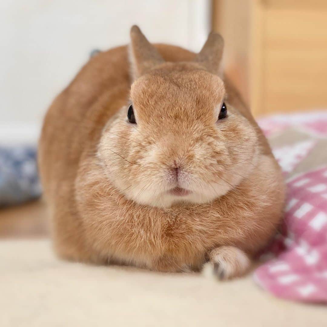 ラン?さんのインスタグラム写真 - (ラン?Instagram)「おはよ🐰 朝は肌寒いので、丸くなってます(っ^ω^c) 毛が生え変わって、なでなでするとあったかくて気持ちいい～😊❤ ☆   #うさぎ #ネザーランドドワーフ #rabbit #bunny #bunnystagram  #rabbitstagram  #cute  #かわいい #ふわもこ部  #もふもふ  #zip写真部  #アニマル写真部 #instagramjapan #netherlanddwarf #うさぎと暮らす  #うさぎのいる暮らし #癒し #kawaii #ランちゃん  2020.09.29」9月29日 7時42分 - mofumofuusako