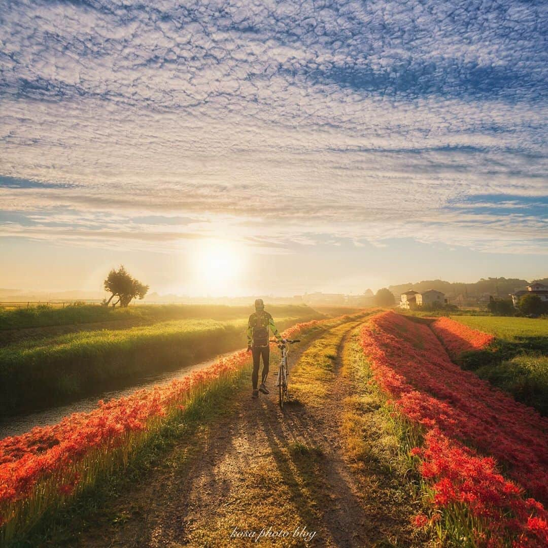 コサさんのインスタグラム写真 - (コサInstagram)「秋の朝☀️ 空にはうろこ雲広がり、美しい彼岸花の土手、そして正面に朝日の逆光線🤩 もう絵に書いたような条件に感動しました😍 . Location:愛知県 Aichi / Japan🇯🇵 Date:2020年9月 . #彼岸花 #art_of_japan_ #tokyocameraclub #dpj_member #s_shot #special_spot_legend #japan_of_insta #LBJ_Legend #広がり同盟メンバー #sorakataphoto  #IG_PHOS #photo_jpn #YourShotPhotographer #Impressive_gallery #light_nikon #IGersJP #kf_gallery_vip #jgrv_member #TandDフォトコンテスト2020 #discover #今こそ写真でつながろう#Japan_Daytime_View #Rox_Captures #1x_japan #beautiful_photo_jpn #ap_japan_ #japan_bestpic_ #colore_de_saison #写真を止めるな #Lap_2020」9月29日 7時58分 - kosa_photo