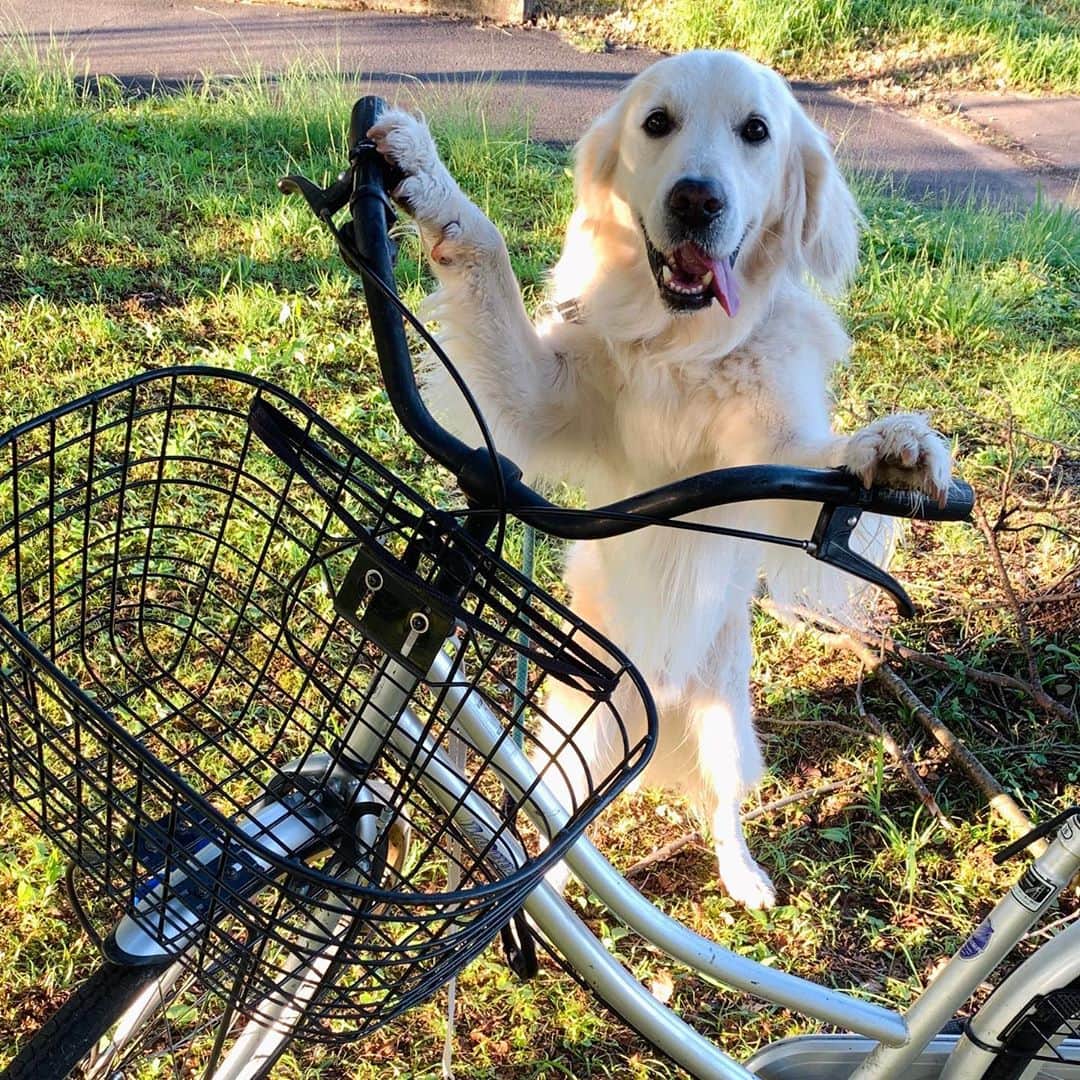 P太郎ママさんのインスタグラム写真 - (P太郎ママInstagram)「サイクリング🚴‍♀️ サイクリング🚴‍♂️ ヤッホー ヤッホーー♪ #弱虫犬ペダル 秋晴れ！ 気持ちいー朝、 おはよー。 今日は、オベント持って 自転車🚲乗って、 ちょっと遠出、どお？ #自転車犬」9月29日 7時58分 - ptarodada