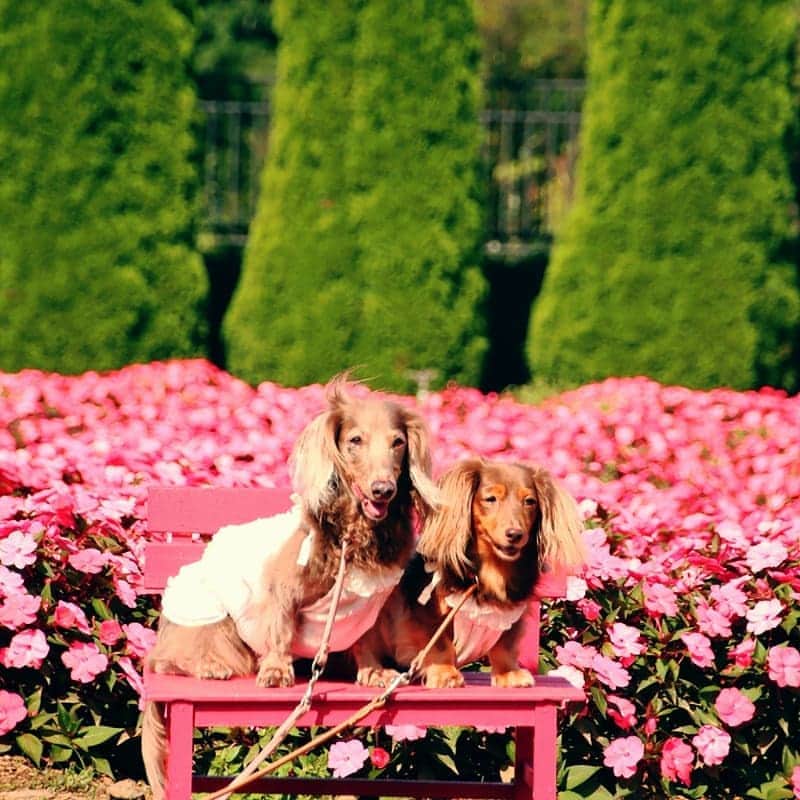 くるみんのインスタグラム：「* 9月22日 花の都公園  新しいカメラの本格始動だったけど、なかなか使いこなせてない…  #ミニチュアダックスフンド #ミニチュアダックスフント #ミニチュアダックス #イザベラタン #イザベラ #カニンヘンダックスフント #カニンヘン #カニンヘンダックス #カニンヘンダックスフンドの日常 #カニンヘンの会 #カニンヘンダックスフンド #チョコタンダックスフント #チョコタンダックスフンド #チョコタンダックス #チョコタン #ダックスlove #ダックス多頭飼い #ダックスフント #ダックスフンドカニンヘン #ダックス部 #ダックス大好き #ダックスフンド #ダックス #花の都公園 #いぬばか部 #いぬすたぐらむ #短足部 #all_dog_japan #east_dog_japan #dachshundgram  @doggymark_dachshund」