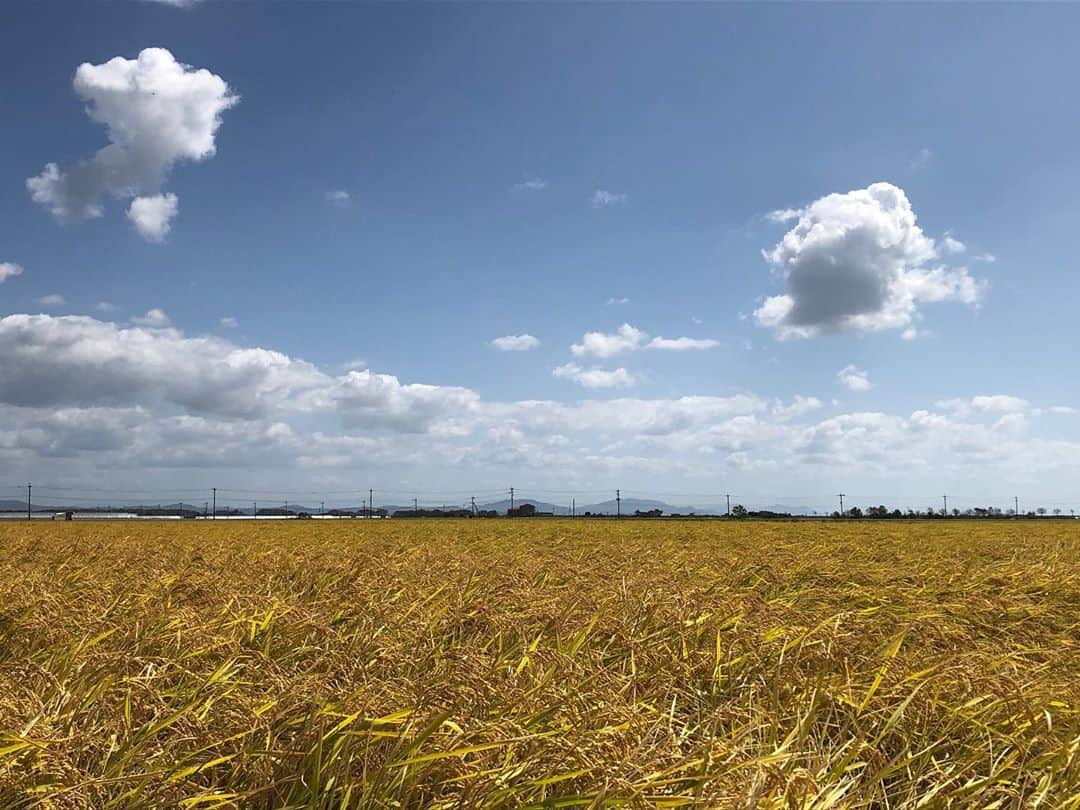 さが農村さんのインスタグラム写真 - (さが農村Instagram)「. 食欲の秋ですね。 美味しいものがたくさん！ 佐賀平野にも実りの秋がやって来ました。  九州佐賀国際空港の展望台から佐賀平野を望むと色とりどりの田んぼが広がり、お米の収穫の時期を迎えています。  稲刈りが始まった田んぼもあって、あちらこちらで稲を刈るコンバイン（収穫機械）が稼働しています。  自然の恵みと農家の皆さんの愛情をかけて育てられたお米。新米も待ち遠しいですね。 佐賀の美味しいお米をぜひお召し上がりください。  ■さが農村ひろばホームページ（TOPページ） https://saga-nouson.jp/ . . . #さが農村#佐賀産#佐賀#saga#サガ#佐賀平野#九州佐賀国際空港#佐賀県産米#新米#稲刈り#秋#美味しいお米#実りの秋」9月29日 8時30分 - saganouson