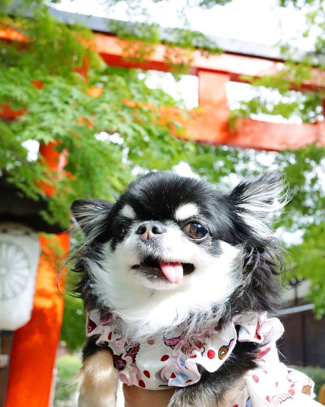 kayoのインスタグラム：「* * * もみじが色付く頃に また来たいなー☺️🍁 * * Melon❤️ * * #chihuahua#chihuahualove#dogstgram#dog#instadog#チワワ#チワワ大好き#チワワのいる暮らし * * *」