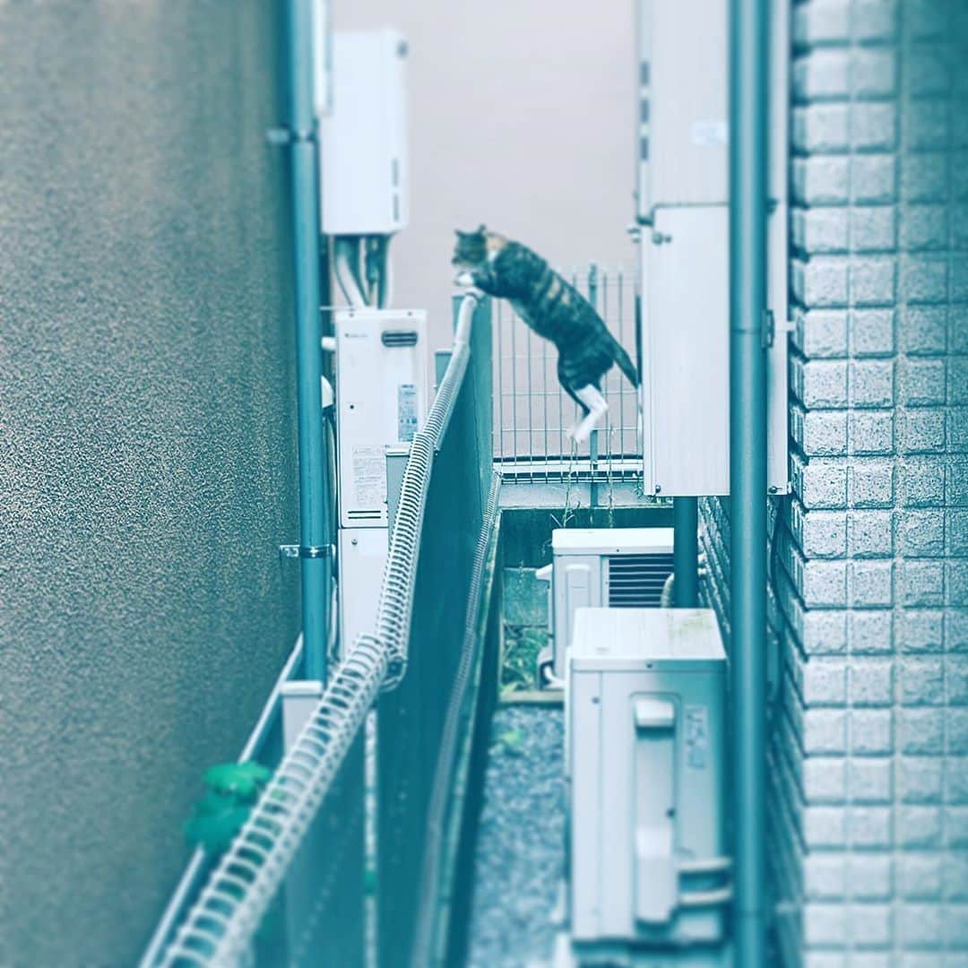 中野敬久さんのインスタグラム写真 - (中野敬久Instagram)「#cat #jump #neighborhood #hope #catlife」9月29日 8時38分 - hirohisanakano
